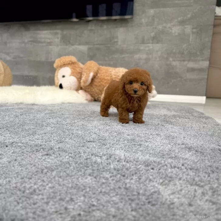 ID：2507-06494の子犬