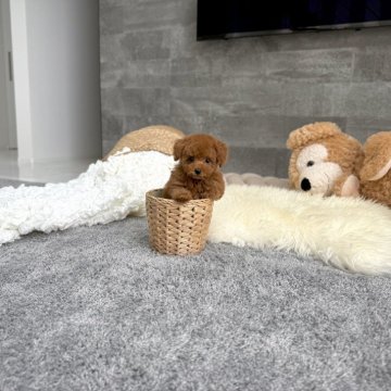 トイプードル(タイニー)【滋賀県・女の子・2025年8月22日・レッドフォーン】の写真「足の短いドアーフで小さい可愛い女の子♡」