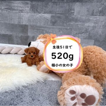 トイプードル(ティーカップ)【滋賀県・女の子・2025年7月5日・レッドフォーン】の写真「小さい両親から生まれた極小の女の子♡」
