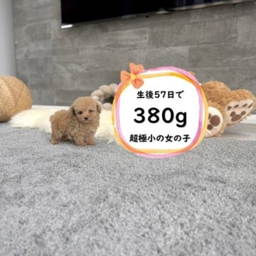 トイプードル(ティーカップ)【滋賀県・女の子・2025年9月16日・オレンジ・フォーン】の写真「極小で超ドアーフの両親も極小の最高に可愛い子です♡」