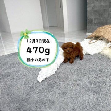 ティーカッププードル【滋賀県・男の子・2025年10月14日・レッド・フォーン】の写真「ドアーフの極小の可愛い男の子です♡」