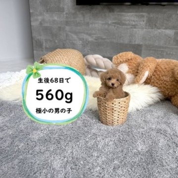 ティーカッププードル【滋賀県・男の子・2025年7月27日・オレンジ・フォーン】の写真「足が短く人気のドアーフタイプ！極小で可愛いです♡」