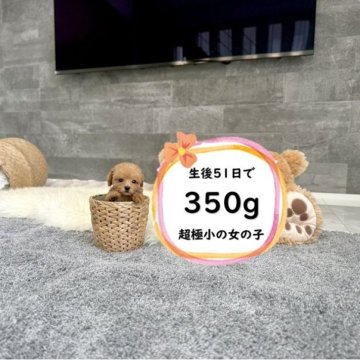 トイプードル(ティーカップ)【滋賀県・女の子・2025年7月6日・レッドフォーン】の写真「小さい両親のドアーフで足の短い極小の可愛い女の子♡」