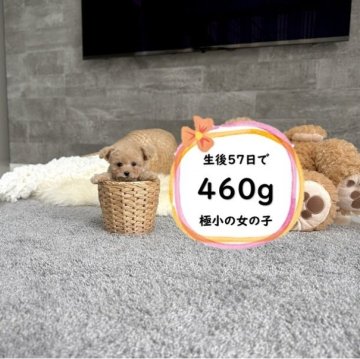 トイプードル(ティーカップ)【滋賀県・女の子・2025年9月13日・オレンジ・フォーン】の写真「足が短く人気のドアーフタイプ！極小で可愛いです♡」