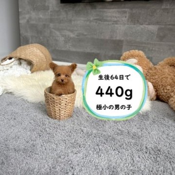 トイプードル(ティーカップ)【滋賀県・男の子・2025年7月16日・レッドフォーン】の写真「極小の両親から産まれた極小の男の子♡」