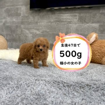 トイプードル(ティーカップ)【滋賀県・女の子・2025年8月28日・レッドフォーン】の写真「足の短いドアーフで小さい可愛い女の子♡」