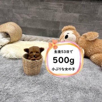 タイニープードル【滋賀県・女の子・2025年9月14日・レッド・フォーン】の写真「足が短く人気のドアーフタイプ！極小で可愛いです♡」