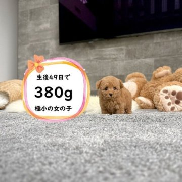 トイプードル(ティーカップ)【滋賀県・女の子・2025年5月31日・レッドフォーン】の写真「極小の両親から生まれた足の短い小さな女の子♡」
