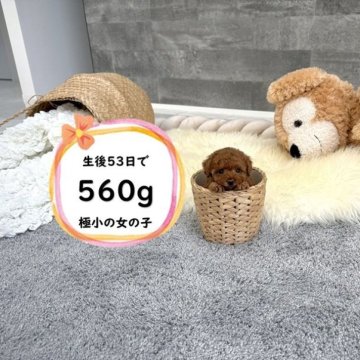 トイプードル(タイニー)【滋賀県・女の子・2025年8月22日・レッドフォーン】の写真「足の短いドアーフで小さい可愛い女の子♡」