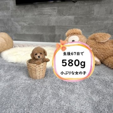 トイプードル(ティーカップ)【滋賀県・女の子・2025年5月31日・レッドフォーン】の写真「小さい両親から生まれたいドアーフの極小の女の子♡」