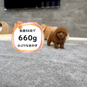 トイプードル(ティーカップ)【滋賀県・女の子・2025年5月28日・レッドフォーン】の写真「極小の両親から生まれた足の短い小さな女の子♡」