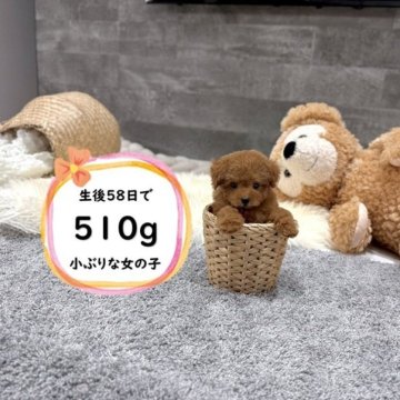 タイニープードル【滋賀県・女の子・2025年9月9日・レッド・フォーン】の写真「足が短く人気のドアーフタイプ！極小で可愛いです♡」