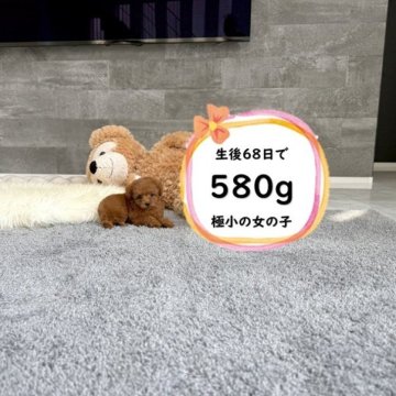 ティーカッププードル【滋賀県・女の子・2025年7月27日・レッドフォーン】の写真「足の短いドアーフで小さい可愛い女の子♡」