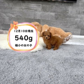 ティーカッププードル【滋賀県・女の子・2025年10月4日・レッド・フォーン】の写真「ドアーフの極小の可愛い女の子です♡」