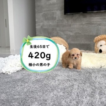 ティーカッププードル【滋賀県・男の子・2025年9月2日・オレンジ・フォーン】の写真「人気のドアーフタイプ！小ぶりで可愛い子です♡」