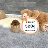 タイニープードル