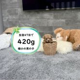 トイプードル(ティーカップ)