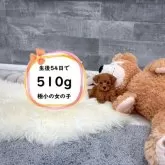 ティーカッププードル