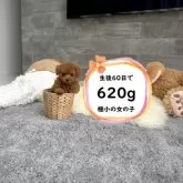 タイニープードル