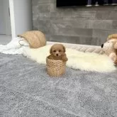 ティーカッププードル