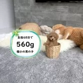 ティーカッププードル