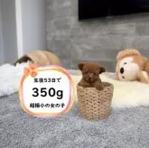 ティーカッププードル