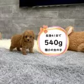 ティーカッププードル
