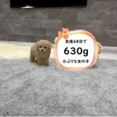 タイニープードル【滋賀県・女の子・2025年5月2日・オレンジフォーン】の写真1「生後68日で630gの小ぶりな女の子です♡」