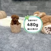 ティーカッププードル