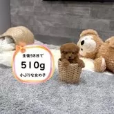 タイニープードル