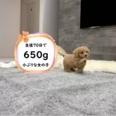タイニープードル