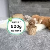 ティーカッププードル