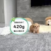 ティーカッププードル