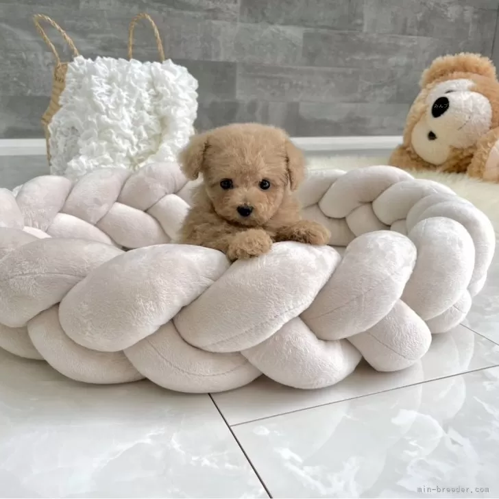 ID:2405-05072の子犬
