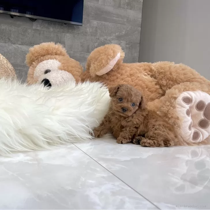 ID：2402-04973の子犬