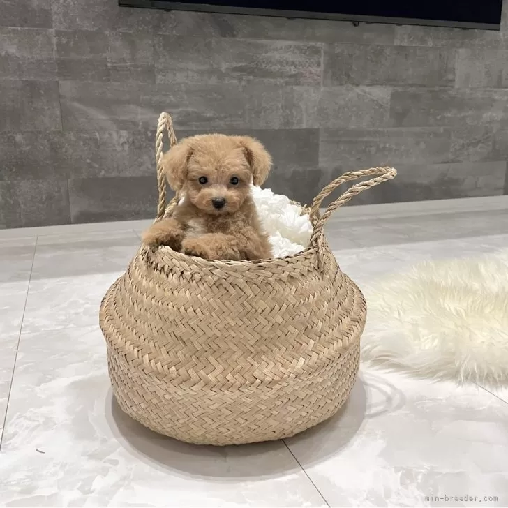 ID:2312-04123の子犬