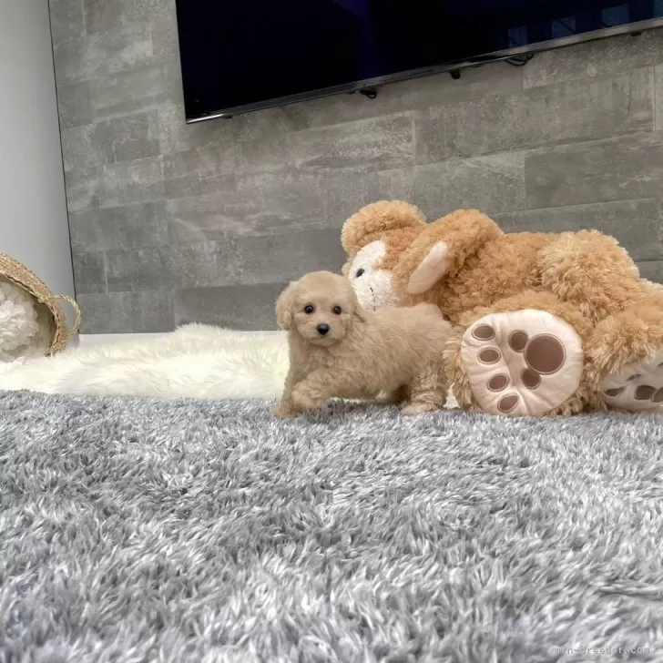 ID:2407-07937の子犬