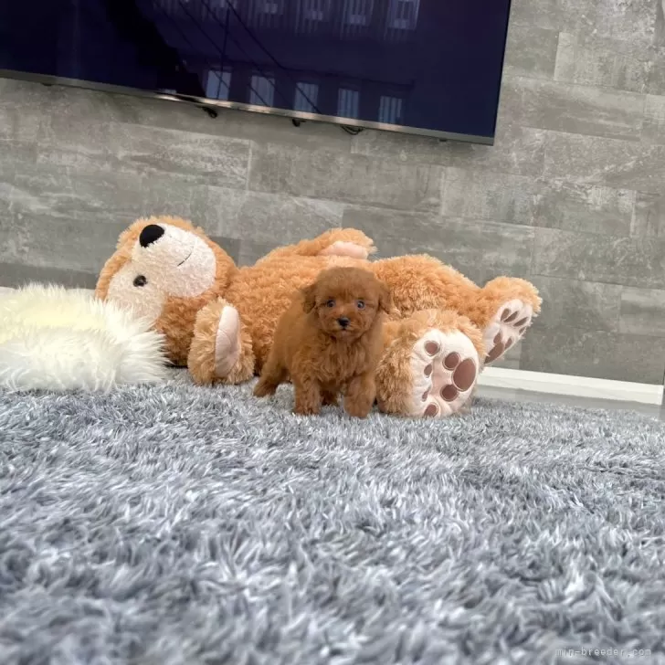 ID:2409-00904の子犬