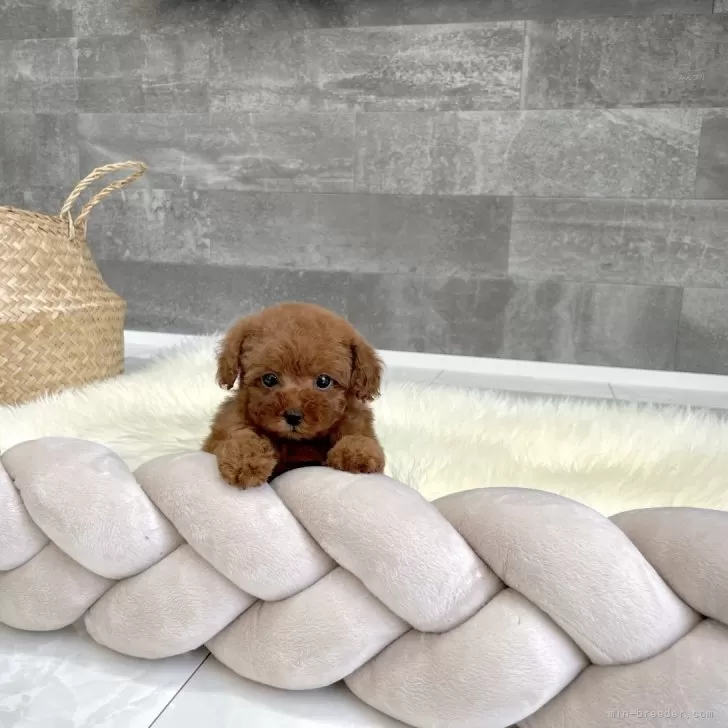 ID:2402-01600の子犬