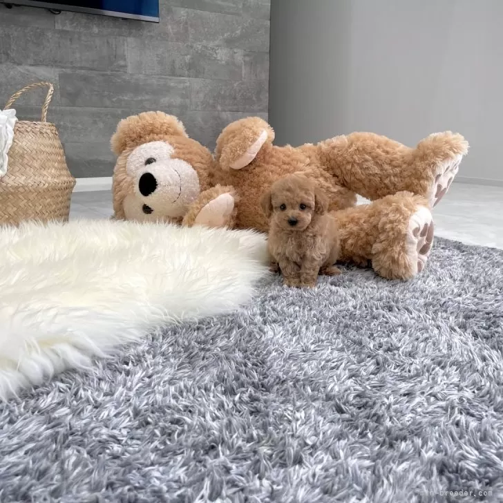ID：2404-03660の子犬