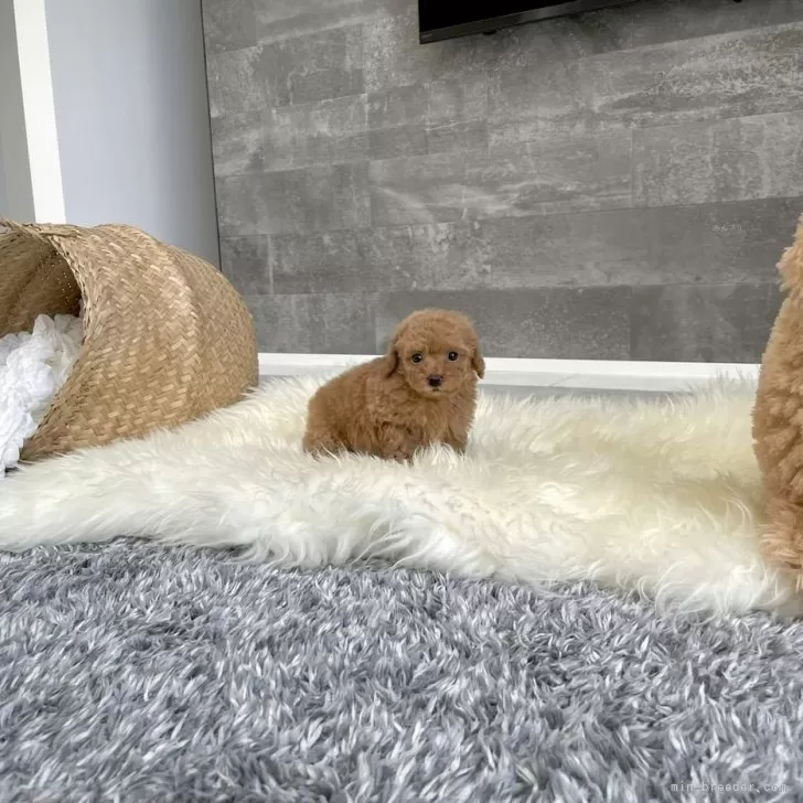ID:2408-03822の子犬