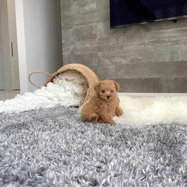 ID：2405-03311の子犬