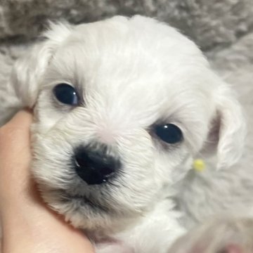 ビションフリーゼ【東京都・男の子・2025年11月12日・ホワイト】の写真「可愛いビションのきみどりくん💛💚」