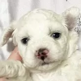 ビションフリーゼ