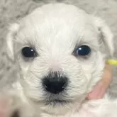 ビションフリーゼ