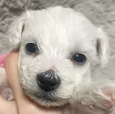 ビションフリーゼ