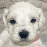 ビションフリーゼ