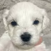 ビションフリーゼ