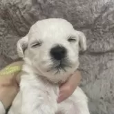 ビションフリーゼ【東京都・男の子・2025年11月12日・ホワイト】の写真3「写真撮影中に寝ちゃいました😴」