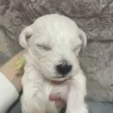 ビションフリーゼ【東京都・男の子・2025年11月12日・ホワイト】の写真4